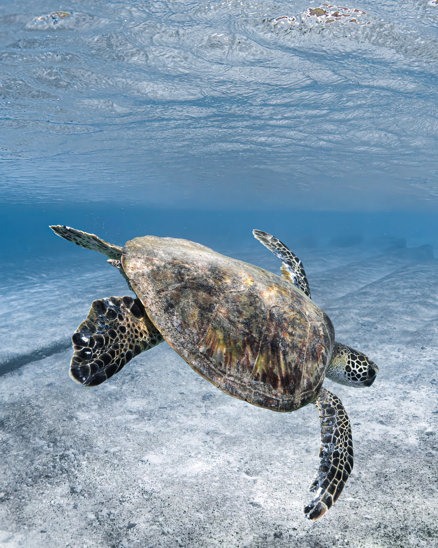 Happy Honu