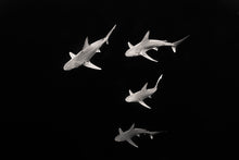 Load image into Gallery viewer, Shark Frenzy