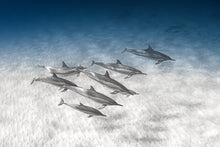 Load image into Gallery viewer, Pod of Dolphins
