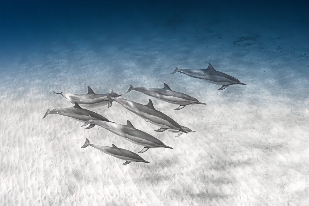 Pod of Dolphins