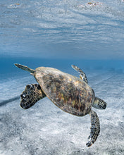 Load image into Gallery viewer, Happy Honu