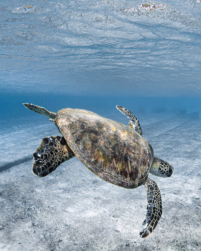 Happy Honu
