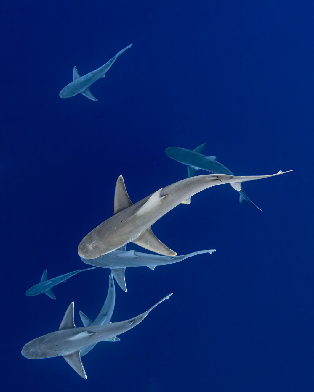 Galapagos Sharks