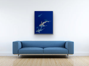 Galapagos Sharks